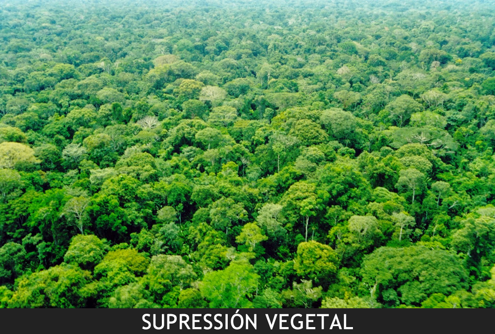 Supresión vegetal